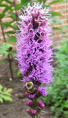 liatris (gay feather) and bee