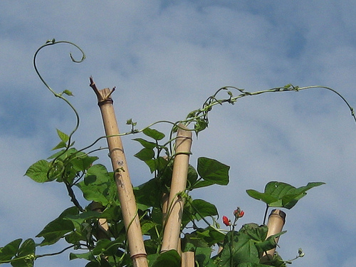 Top of the beans - July 15